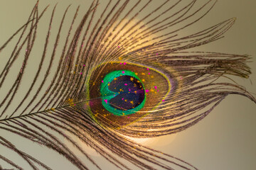 Sticker - Holi colours on a peacock feather