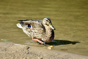 life of a duck on a lake