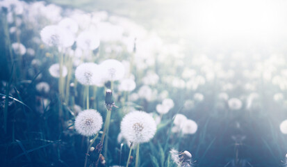 A lot of fluffy beautiful dandelions on meadow in field on nature in spring or summer in sunlight, light pastel vintage blue colors, soft selective focus.