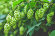green branches of hops in natural light
