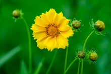 Yellow Flower With Yellow Center.  Yellow Coreopsis With Selective Focus And Bokeh.  Tickseed