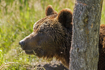 European mammals: male brown bear