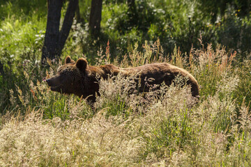 european mammals: male brown bear