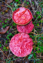 Red Wild Mushroom In The Forest