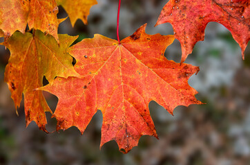 autumn red maple leaf