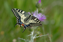 Old World Swallowtail Or Common Yellow Swallowtail (Papilio Machaon)