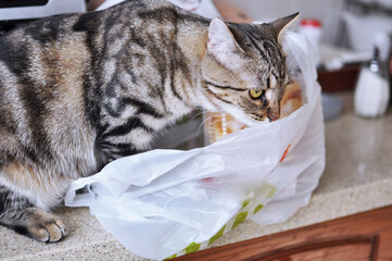 cat with plastic bag in kitchen