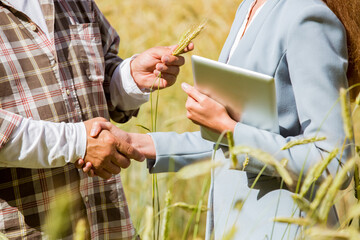  An agronomist showing the quality of grain crops to a businesswoman with tablet in a rye field. Teamwork of a farmer and a business woman in agriculture.