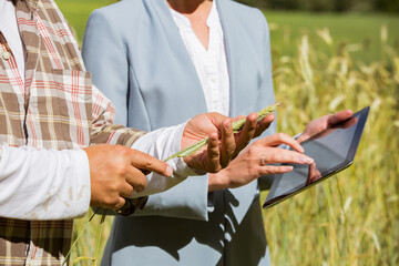  An agronomist showing the quality of grain crops to a businesswoman with tablet in a rye field. Teamwork of a farmer and a business woman in agriculture.