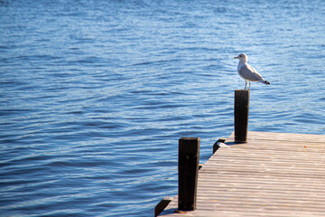 Closeup shot of a bird on a pier looking at the sea