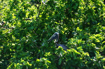 birds in the Dominican Republic