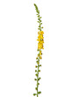 Yellow flower of Common agrimony isolated on white, Agrimonia eupatoria
