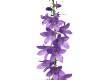 Purple Flowers Of Creeping Bellflower Plant, Campanula Rapunculoides
