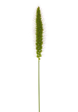 Ear Of Green Foxtail Grass, Green Bristlegrass, Or Wild Foxtail Millet Isolated On White. Setaria Viridis