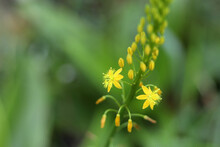 Bulbinella Flower