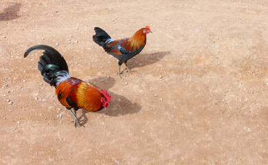 Wall Mural - wild roosters and chickens out from the forest and in an open clay ground