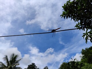 dragonfly on a wire 