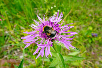 Bumble bee working collecting pollen from french flowers