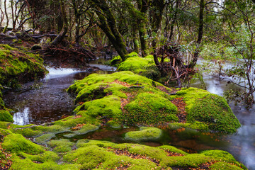 Wall Mural - Cradle Mountain Landscape Tasmania Australia