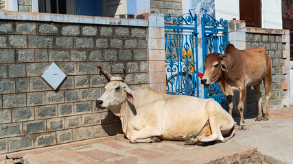 Two cows resting in a residential area of Rawla Narli, India