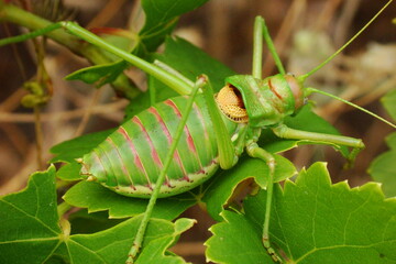 Bush-cricket (Steropleurus pseudolus)