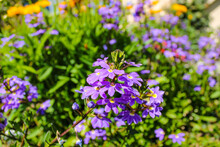 Purple And Yellow Scaevola Flower Also Called Fan Flower In The Garden Surrounded By Lush Green Leaves And Yellow Sunflowers At Little Corona Beach In California