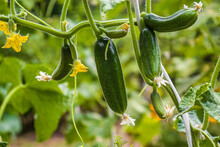 Cucumbers Growing On A Vine In A Rural Greenhouse