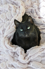 Wall Mural - portrait of a black cat on the cozy bed with knitted blanket