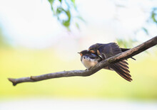 Two Funny Little Village Swallow Chicks Sit On A Branch And Brush Their Feathers In The Sun