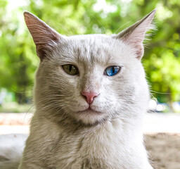 Beautiful white cat with different eye colour lying outside at sunset with light reflecting from its eyes.