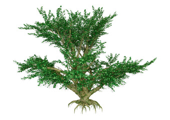 Wall Mural - 3d rendering maple tree on white