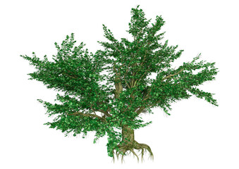 Wall Mural - 3d rendering maple tree on white