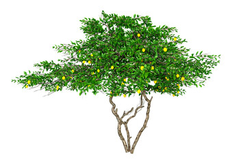 Wall Mural - 3d rendering lemon fruit tree on white