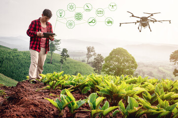 Smart farmer using technology control agriculture drone farming fly to spray fertilizer or Insecticide on the fields. Industrial agriculture and smart farming drone technology smart farm concept