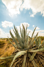 Wild Agave In Semi-desert Area In Southern Spain On The Mediterranean Coast