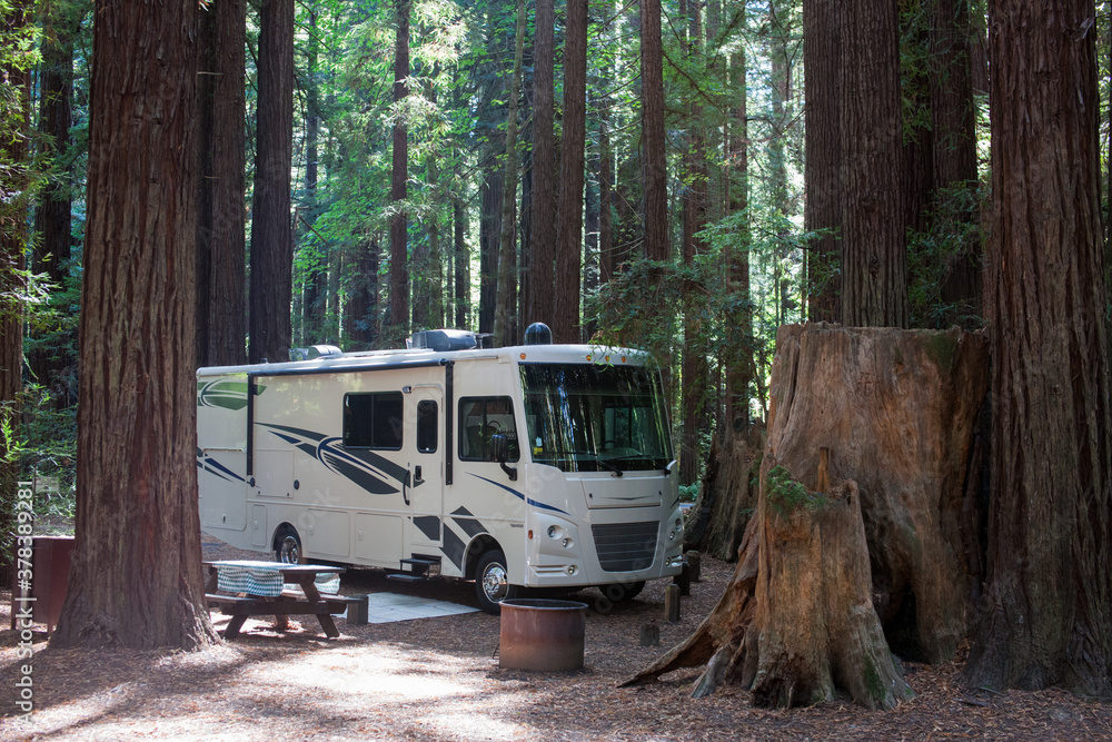 Camping in the woods between mammoth trees - obrazy, fototapety, plakaty 