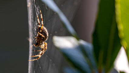 Profile of a large garden spider on a web