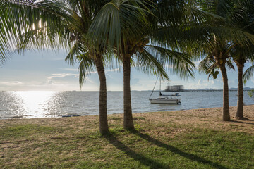 Coconut tree with clear sky behind beach