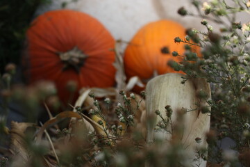 orange pumpkin patch