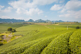 Fototapeta Na sufit - Mocchau highland, Vietnam: Moc Chau tea hill, Moc Chau village . Tea is a traditional drink in Asia