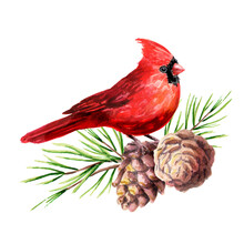 Red Bird Cardinal On The Cedar Branch With Cones, Symbol Of Christmas  Watercolor Hand Drawn Illustration Isolated On White Background