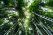© EDUARDOHUELINPHOTO/Westend61 - Sagano Bamboo Forest