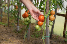 Farmer Checking Tomatos On A Plant