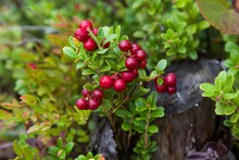 Red Ripe Lingonberry Or Cowberry On Natural Forest Background