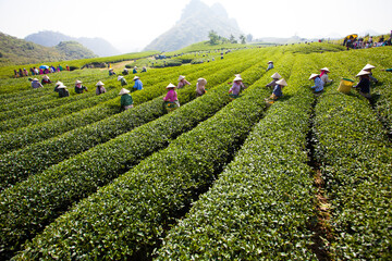 Mocchau highland, Vietnam: Farmers colectting tea leaves in a field of green tea hill on Oct 25, 2015. Tea is a traditional drink in Asia