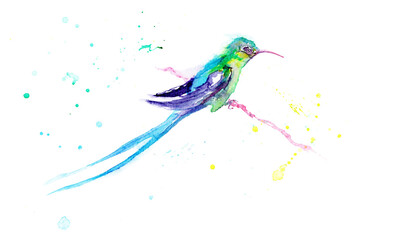 watercolor drawing of a bird - a hummingbird