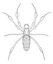 Golden Silk Orb Weaver Spider Outline. Hand Drawn Vector Illustration. For Education, Reference, Web Design, Graphic Design