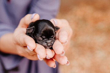 Wall Mural - brown tiny newborn Chihuahua puppy in the hands. cute Pets. friendship of people and animals. the care of babies.