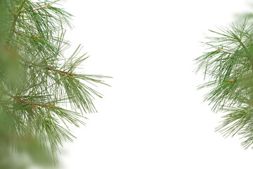  Evergreen tree branches isolated on white background