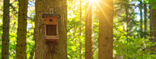 Forest Landscape Background Banner - Birdhouse / Nesting Box On The Tree Trunk In The Black Forest, Illuminated By The Sun